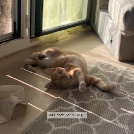 Photo 1/1 Câline Chat lost in Prigonrieux