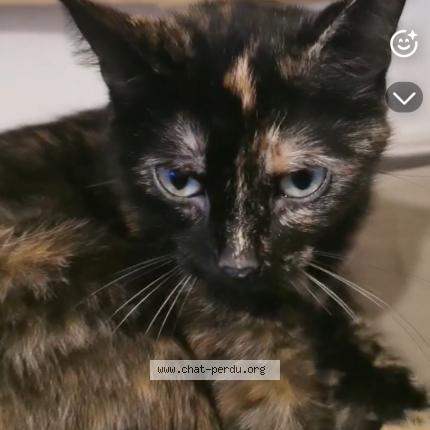 Photo 1/1 Pepette Chat lost in Angouleme