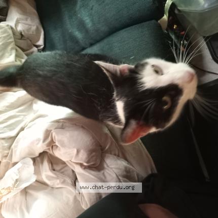 Photo 1/1 Speedy Chat lost in Lons le saunier