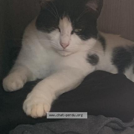 Photo 1/1 Milka Chat lost in Harnes