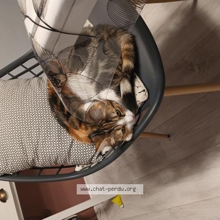 Photo 1/1 Ambre Chat lost in Le havre