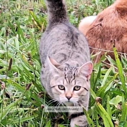 Photo 1/1 Loulou Chat lost in Les plantiers