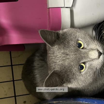 Photo 1/1 Found cat Found in Les echets