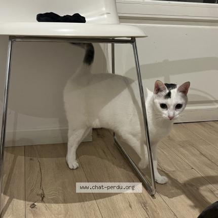 Photo 1/1 Found cat Found in Vincennes