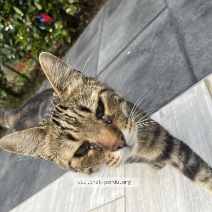 Photo 1/1 Flocky Chat lost in La verpilliere