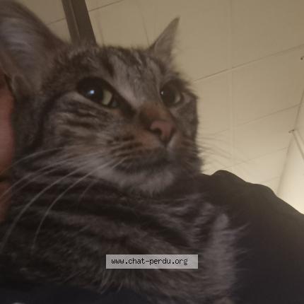 Photo 1/1 Found cat Found in Rouen