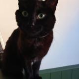 Picture of cat lost at Desvres