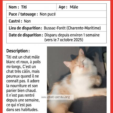Photo 1/1 Titi Chat lost in Bussac foret