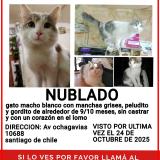 Picture of cat lost at Santiago