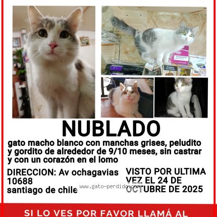 Photo 1/1 Nublado Chat lost in Santiago