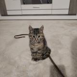 Picture of cat lost at Avion