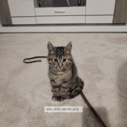 Photo 1/1 Mimi Chat lost in Avion