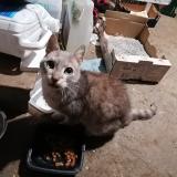 Picture of cat found at Metz