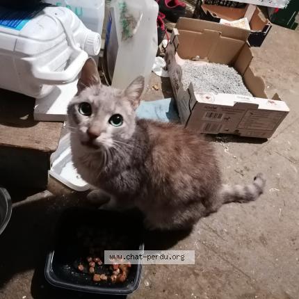 Photo 1/1 Found cat Found in Metz