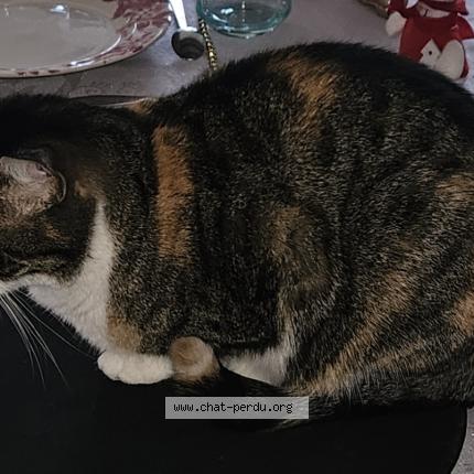 Photo 1/1 Tite boss Chat lost in Prigonrieux