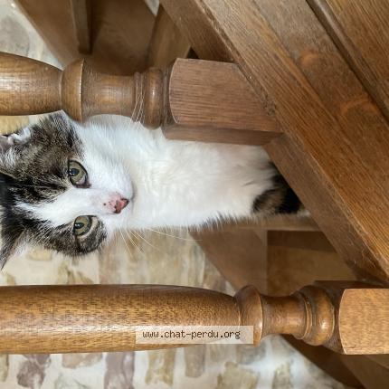 Photo 1/1 Chipi Chat lost in Sainte helene