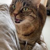 Picture of cat lost at Mouton