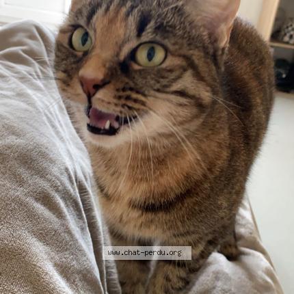 Photo 1/1 Canna Chat lost in Mouton