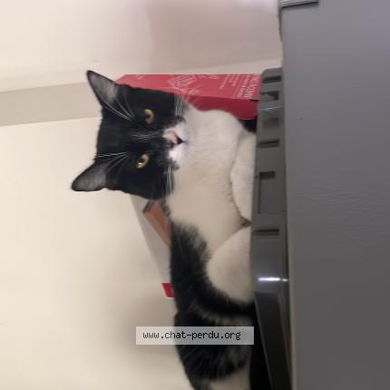 Photo 1/1 Momo Chat lost in Souprosse