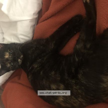 Photo 1/1 Found cat Found in Saint louis