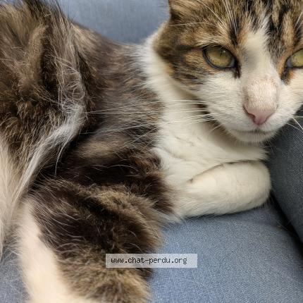 Photo 1/1 Yuumi Chat lost in Chateau l eveque