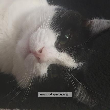 Photo 1/3 Domino Chat lost in Villiers le bel