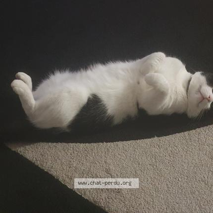 Photo 2/3 Domino Chat lost in Villiers le bel