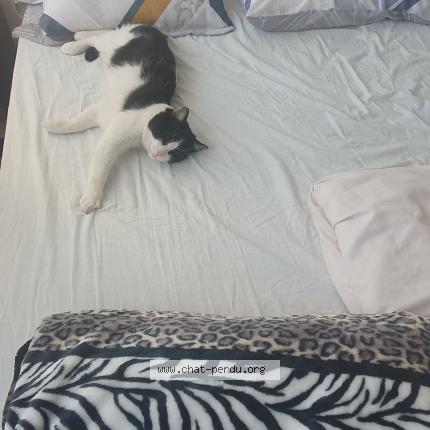 Photo 3/3 Domino Chat lost in Villiers le bel