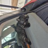 Picture of cat lost at Breuillet