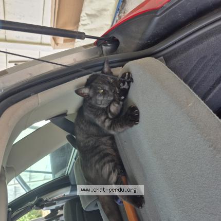 Photo 1/1 Simba Chat lost in Breuillet