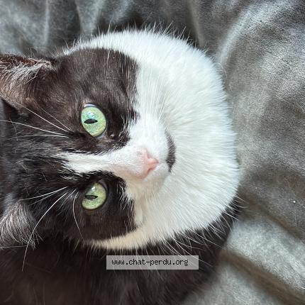 Photo 1/1 Mousse Chat lost in Paris