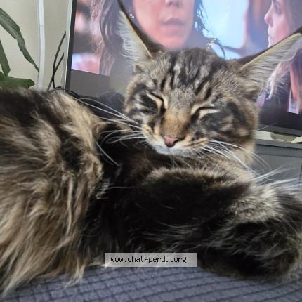 Photo 1/1 Loki Chat lost in Nimy