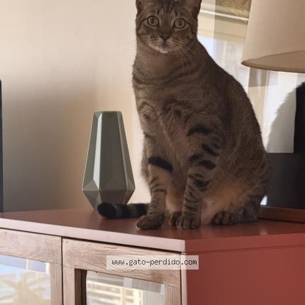 Photo 1/1 Chiquito Chat lost in Palermo