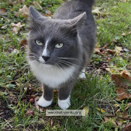 Photo 1/1 Found cat Found in Rochefort