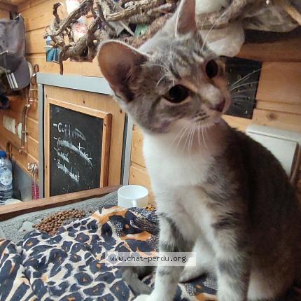 Foto 1/1 Kat teruggevonden Vermist in Tilff