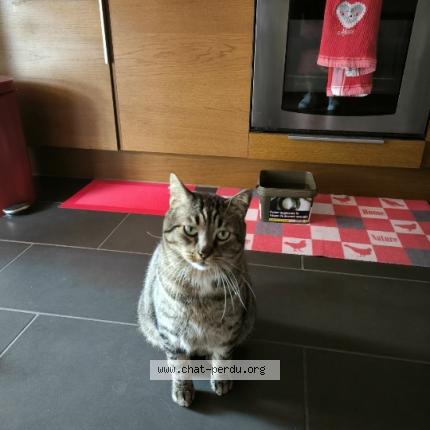 Photo 1/1 Pers&eacute;e dit Ronron Minou Chat lost in Obernai