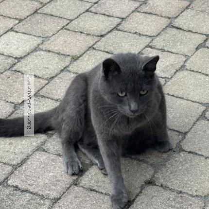 Photo 1/1 Found cat Found in Roux