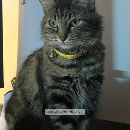 Photo 1/1 Mitsi Chat lost in Cormeilles en parisis