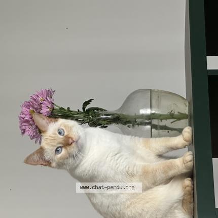 Photo 1/1 Shiro Chat lost in Bordeaux