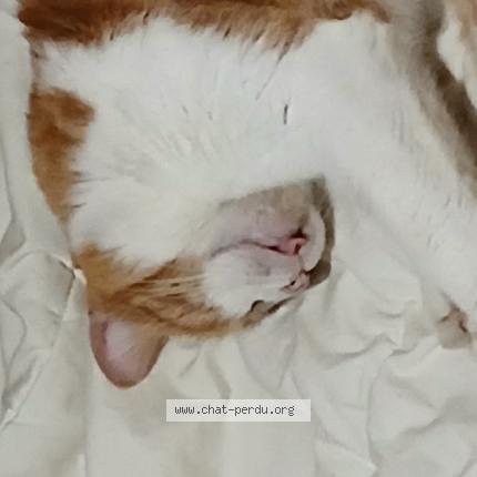 Photo 1/1 Speedy Chat lost in St yvi