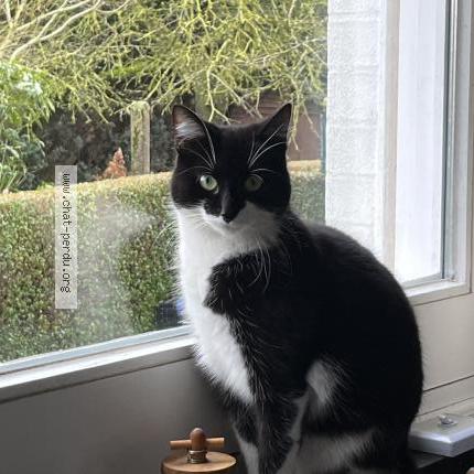 Photo 1/1 Minouche Chat lost in Ramegnies chib