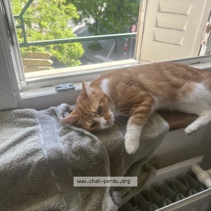 Photo 1/1 Vanilla Chat lost in Nancy