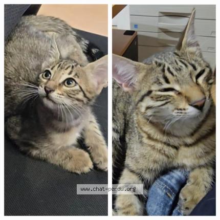 Photo 1/1 MİNA Chat lost in Romainville