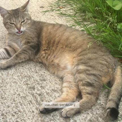 Photo 1/1 Cat reunited Lost in Les chapelles bourbon