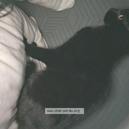 Photo 1/1 Zola Chat lost in Bihorel