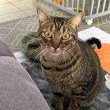 Picture of cat lost at Pepieux