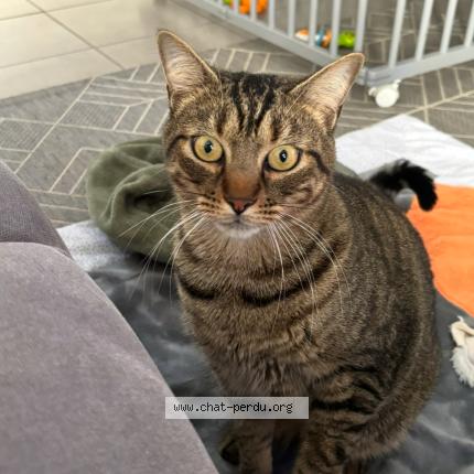 Photo 1/1 Flocky Chat lost in Pepieux