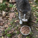 Picture of cat found at Rochefort