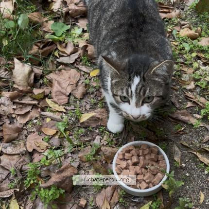 Photo 1/1 Found cat Found in Rochefort