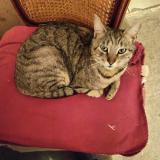 Picture of cat lost at Bussiere St Georges